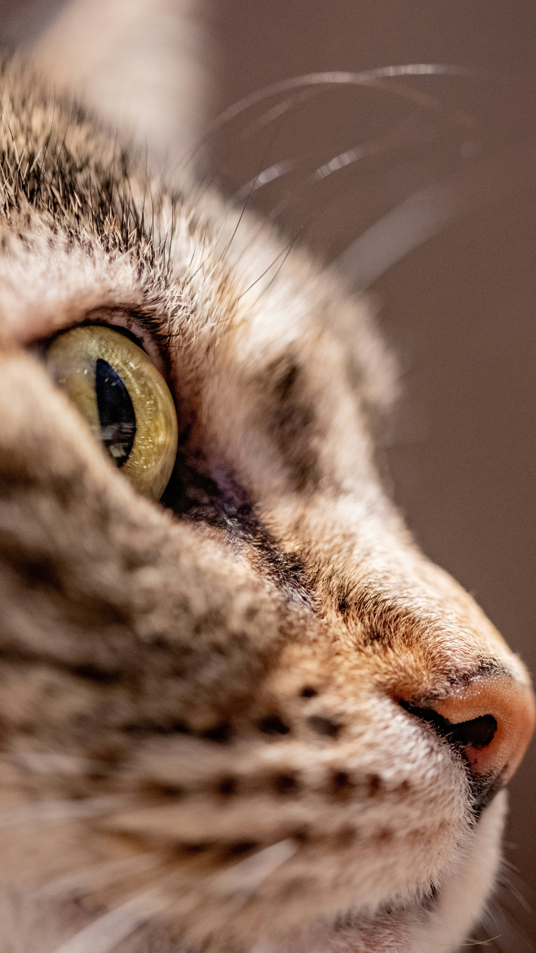 cat cat care